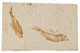 Two Detailed Fossil Fish (Knightia) - Wyoming #204486-1
